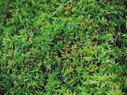 Attēlu rezultāti vaicājumam “Oxyrrhynchium hians var. rigidum macro”