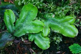 Attēlu rezultāti vaicājumam “Conocephalum”