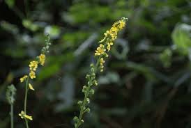 Attēlu rezultāti vaicājumam “Agrimonia pilosa bud”