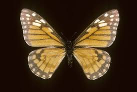 Attēlu rezultāti vaicājumam “Euura brevicornis”