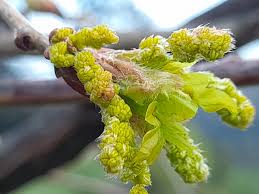 Attēlu rezultāti vaicājumam “Quercus robur male flower”