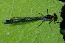 Attēlu rezultāti vaicājumam “Erythromma najas”