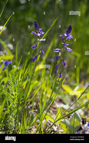 Attēlu rezultāti vaicājumam “Polygala vulgaris leaf”