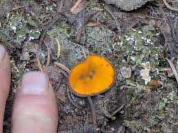 Attēlu rezultāti vaicājumam “Caloscypha fulgens”