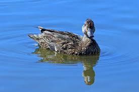 Attēlu rezultāti vaicājumam “Anas crecca”