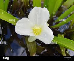 Attēlu rezultāti vaicājumam “Stratiotes aloides flower”