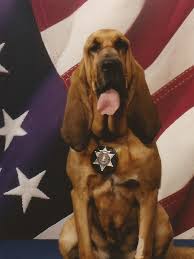 Image result for Carlisle BloodHounds