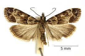 Attēlu rezultāti vaicājumam “Eudonia lacustrata”