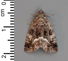 Attēlu rezultāti vaicājumam “Protodeltote pygarga”