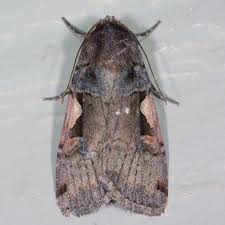 Attēlu rezultāti vaicājumam “Xestia c-nigrum”