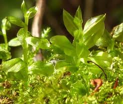 Attēlu rezultāti vaicājumam “Plagiomnium affine sporophyte”