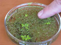 Image result for Thaddus Haenke