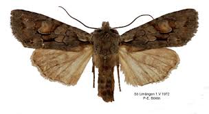 Attēlu rezultāti vaicājumam “Lithophane furcifera”