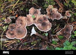 Attēlu rezultāti vaicājumam “Phellodon tomentosus”