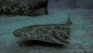 Image result for Squatina squatina