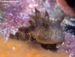 ผลการค้นหารูปภาพสำหรับ Bornella Anguilla