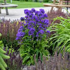 Attēlu rezultāti vaicājumam “Campanula glomerata”