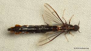 Attēlu rezultāti vaicājumam “Lymexylidae”