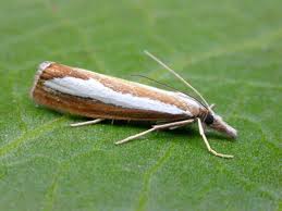 Attēlu rezultāti vaicājumam “Catoptria margaritella”