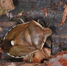 Attēlu rezultāti vaicājumam “Chlorochroa pinicola”