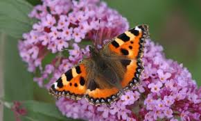 Image result for Small Tortoiseshell