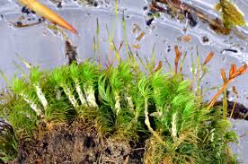 Attēlu rezultāti vaicājumam “Dicranum scoparium sporophyte”