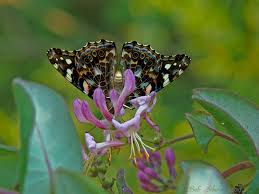 Attēlu rezultāti vaicājumam “Vanessa cardui”