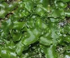 Attēlu rezultāti vaicājumam “Aneura pinguis”