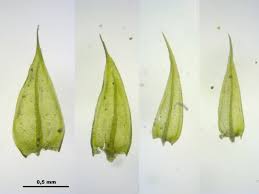 Attēlu rezultāti vaicājumam “Sciuro-hypnum”