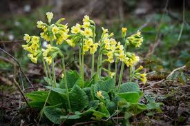 Image result for Himmelschlüssel