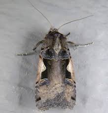 Attēlu rezultāti vaicājumam “Xestia c-nigrum”