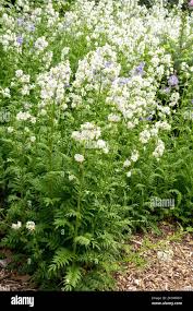 Image result for Polemonium coeruleum album