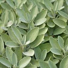 Image result for Salvia officinalis