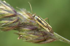 Attēlu rezultāti vaicājumam “Stenotus binotatus male”