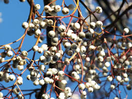 Attēlu rezultāti vaicājumam “Sorbus alnifolia fruit”