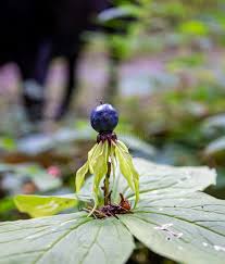 Attēlu rezultāti vaicājumam “Paris quadrifolia fruit”