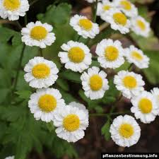 Image result for Tanacetum parthenium
