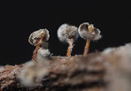 Attēlu rezultāti vaicājumam “Didymium proximum macro”