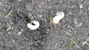 Attēlu rezultāti vaicājumam “Cribraria argillacea young”