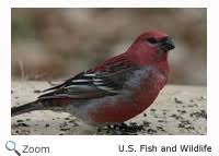 Attēlu rezultāti vaicājumam “Pinicola enucleator adult”