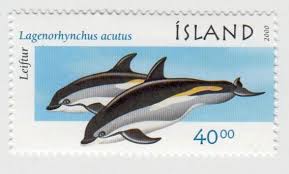 Image result for Leucopleurus acutus