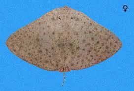 Image result for Gymnura micrura