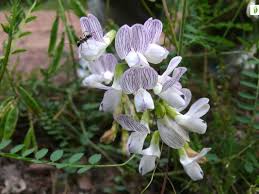 Attēlu rezultāti vaicājumam “Vicia sylvatica flower”