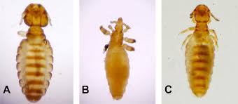 Attēlu rezultāti vaicājumam “Liceaceae”