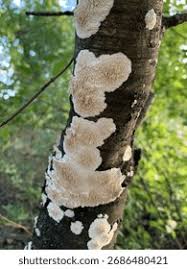 Attēlu rezultāti vaicājumam “Basidioradulum radula”