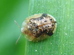 Attēlu rezultāti vaicājumam “Cassida”