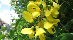 Attēlu rezultāti vaicājumam “Laburnum anagyroides flower”
