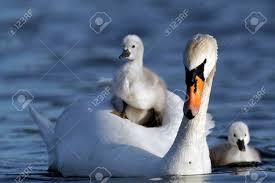 Attēlu rezultāti vaicājumam “Cygnus olor juvenile”