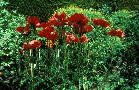 Attēlu rezultāti vaicājumam “Papaver orientale  flower”