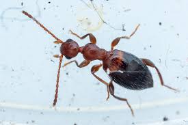 Attēlu rezultāti vaicājumam “Anthicidae”